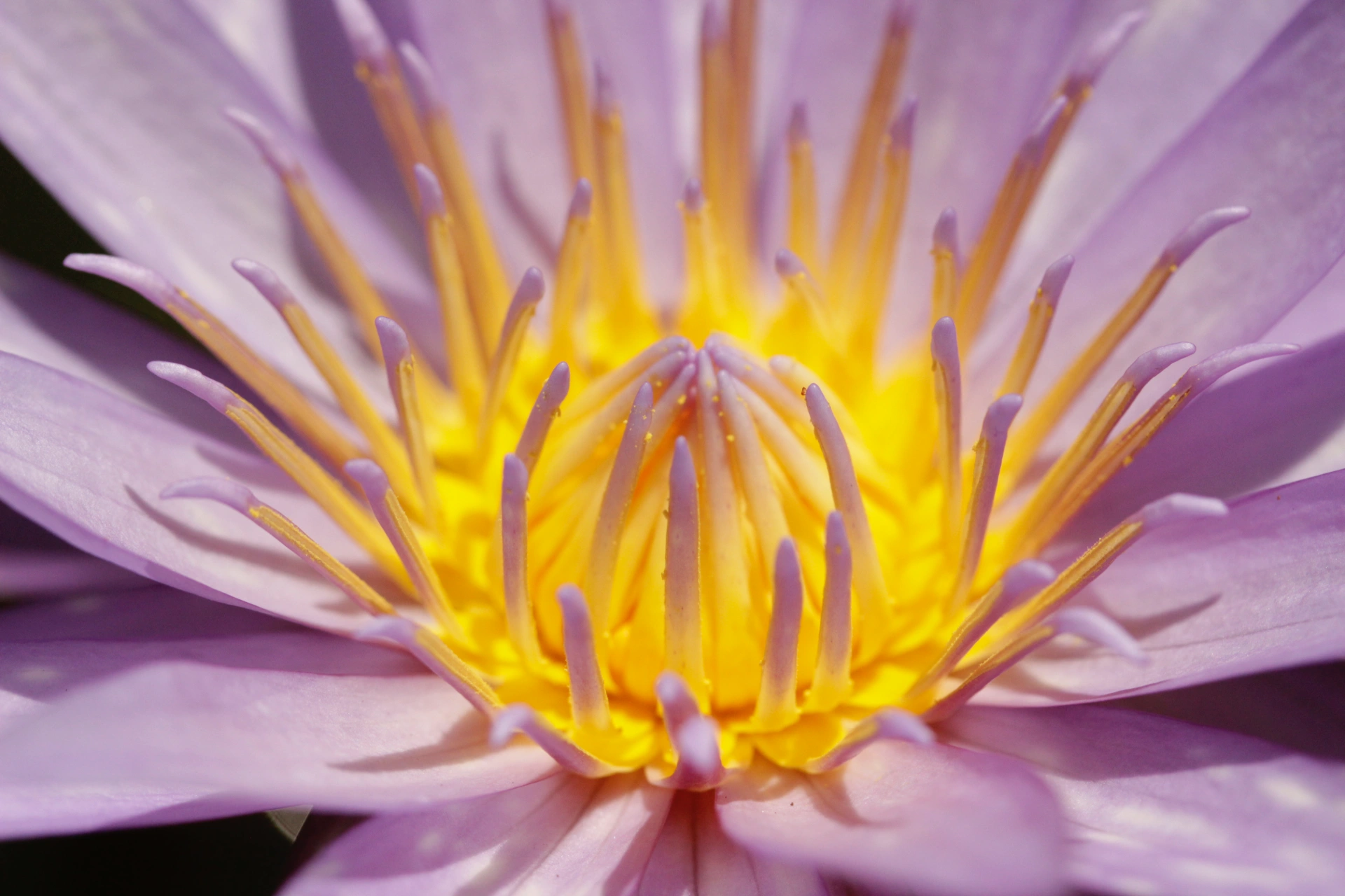 WaterLily3-1920x1280 Water Lilly