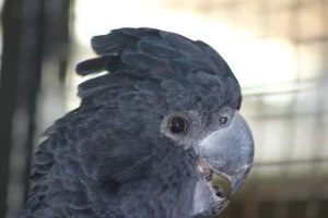 BlackCockatoo