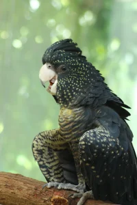 Black Cockatoo