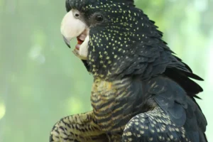 Black Cockatoo