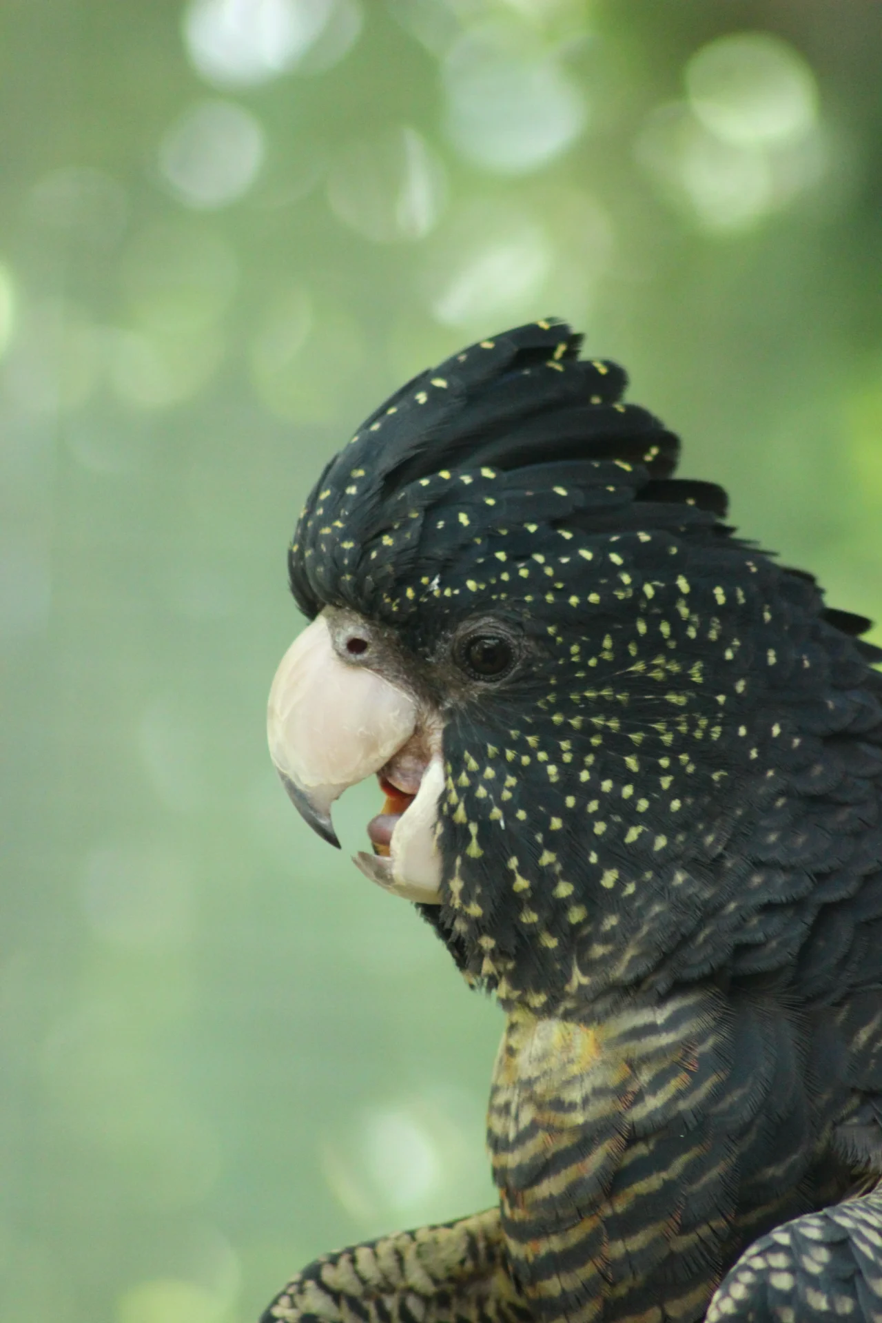 Black Cockatoo
