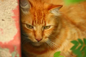 A red Cat called Bluey