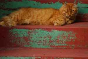 A red Cat called Bluey