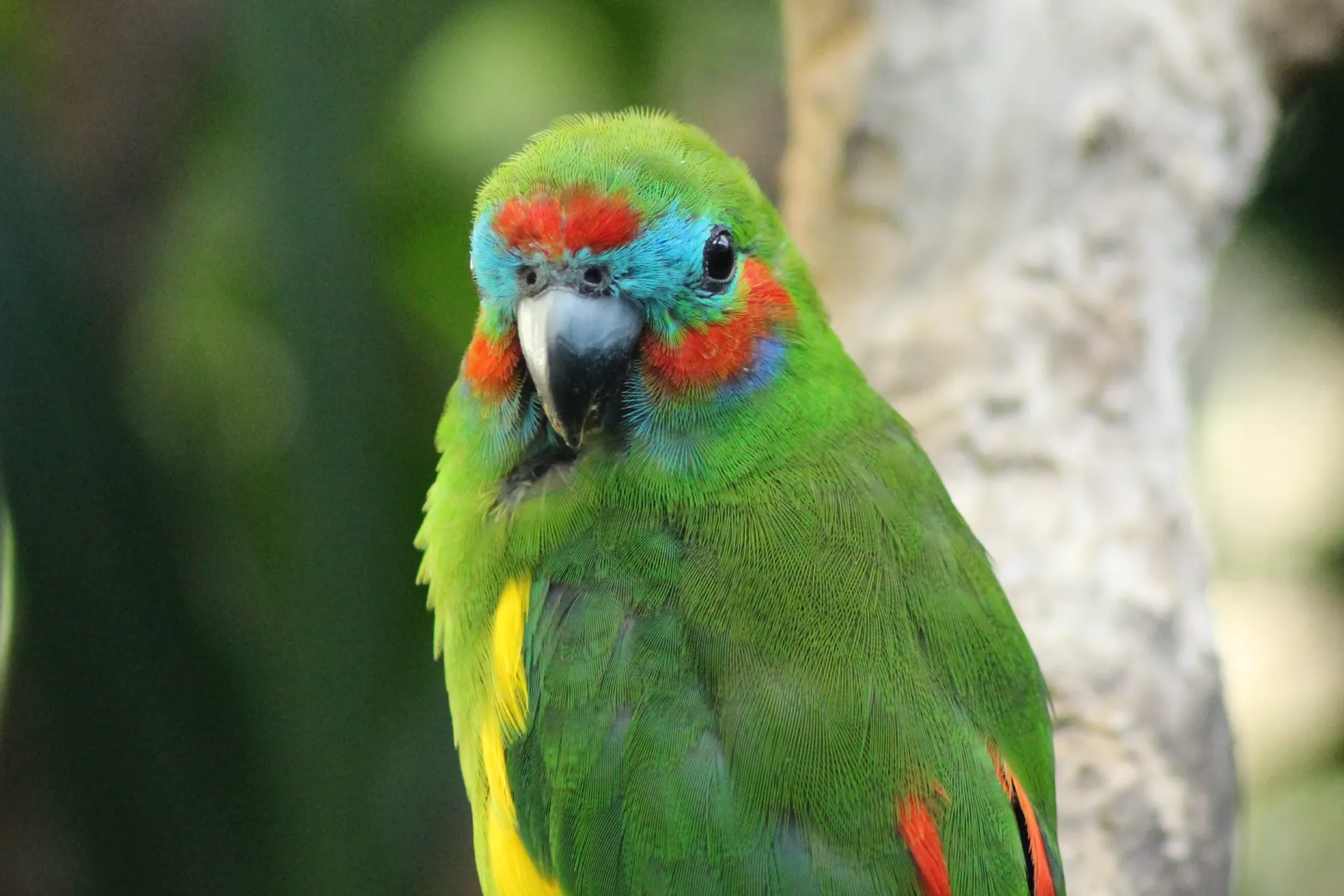 Double Eyed Fig Parrot