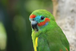 Double Eyed Fig Parrot