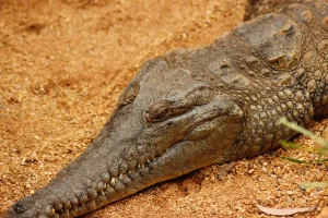 Freshwater Crocodile