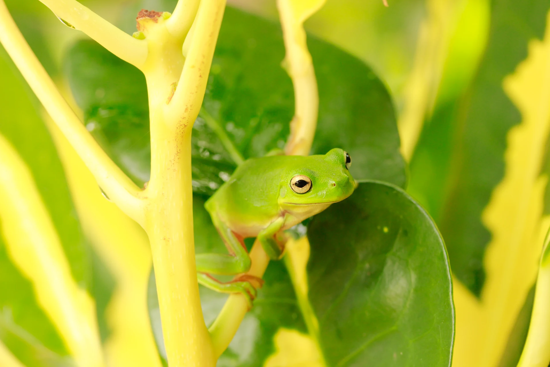 Green Frog