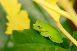 Green Frog