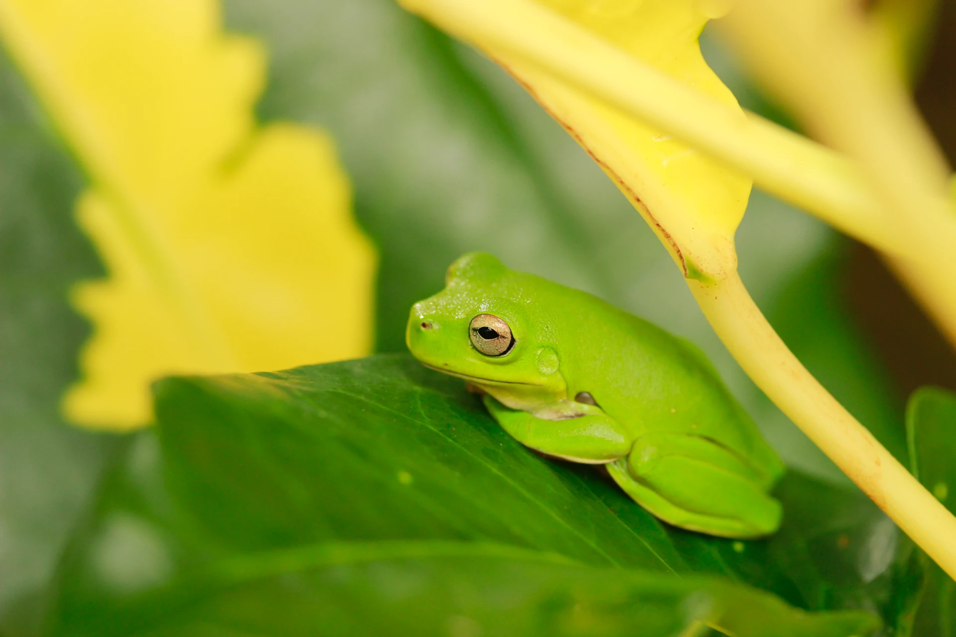 Green Frog