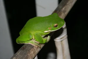 Green Frog