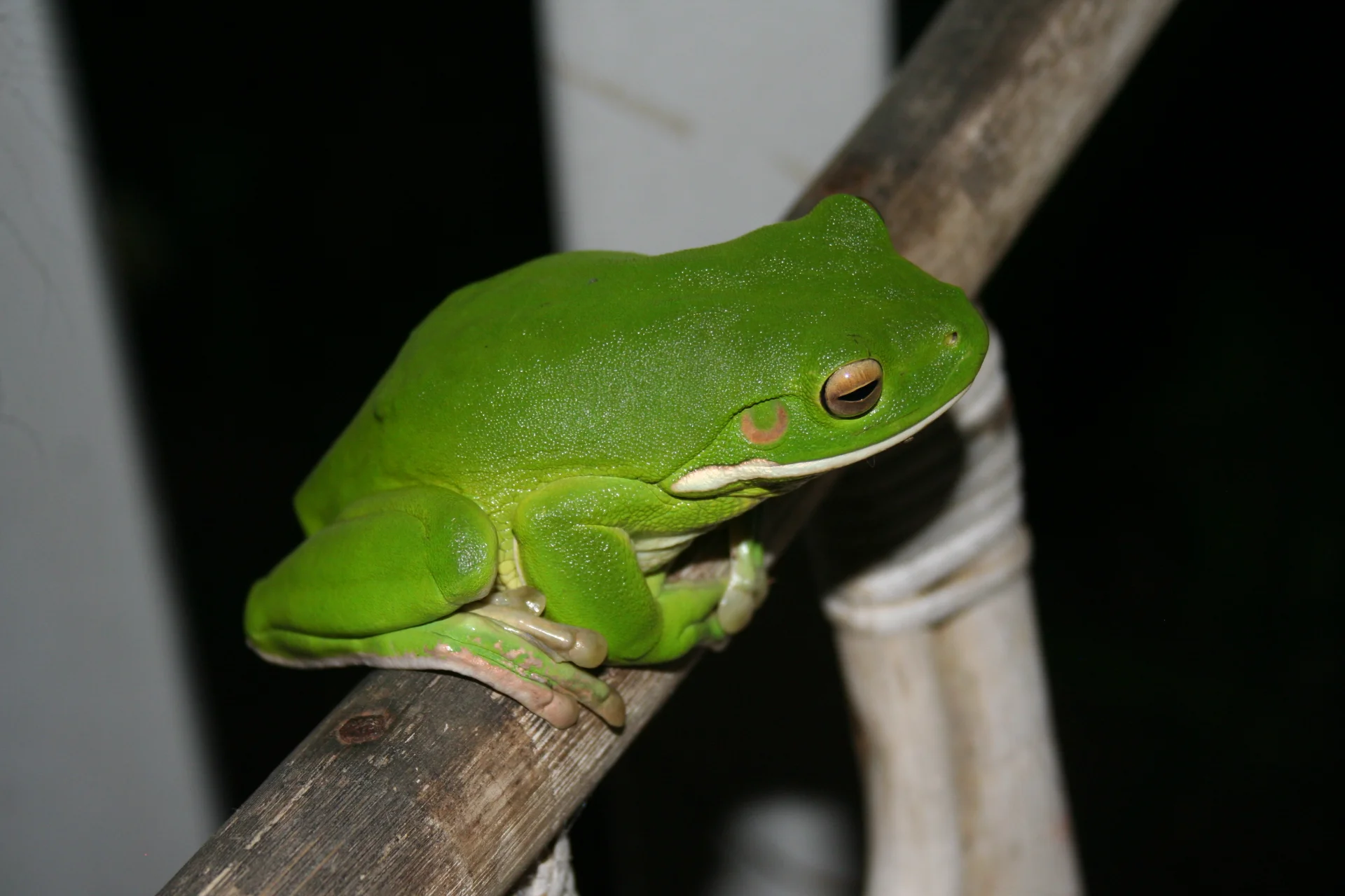 Green Frog