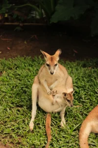 Kangaroo and Joey