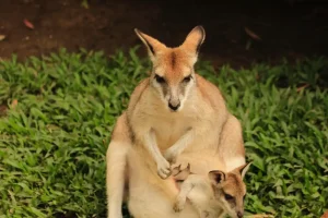 Kangaroo and Joey