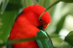 King Parrot