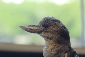 Kookaburra