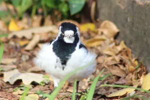 Magpie Lark