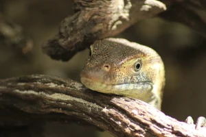 Monitor Lizard