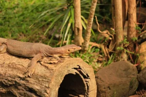 Monitor Lizard
