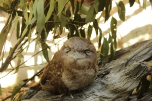 Papuan Frogmouth