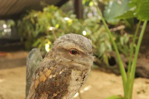 Papuan Frogmouth
