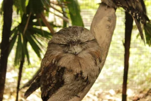 Papuan Frogmouth
