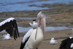 Pelican