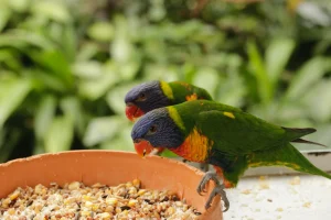 Rainbow Lorikeet