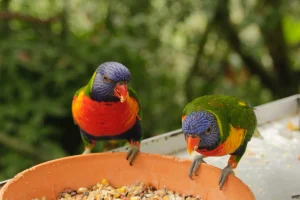 Rainbow Lorikeet
