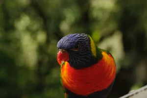 Rainbow Lorikeet