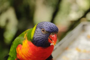 Rainbow Lorikeet