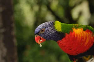 Rainbow Lorikeet
