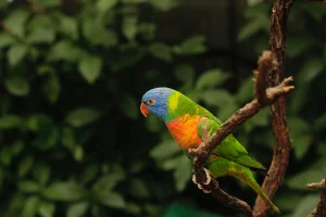 Rainbow Lorikeet