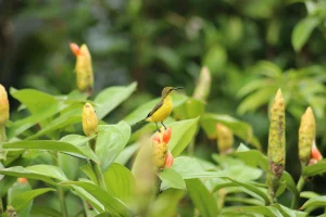 Sunbird