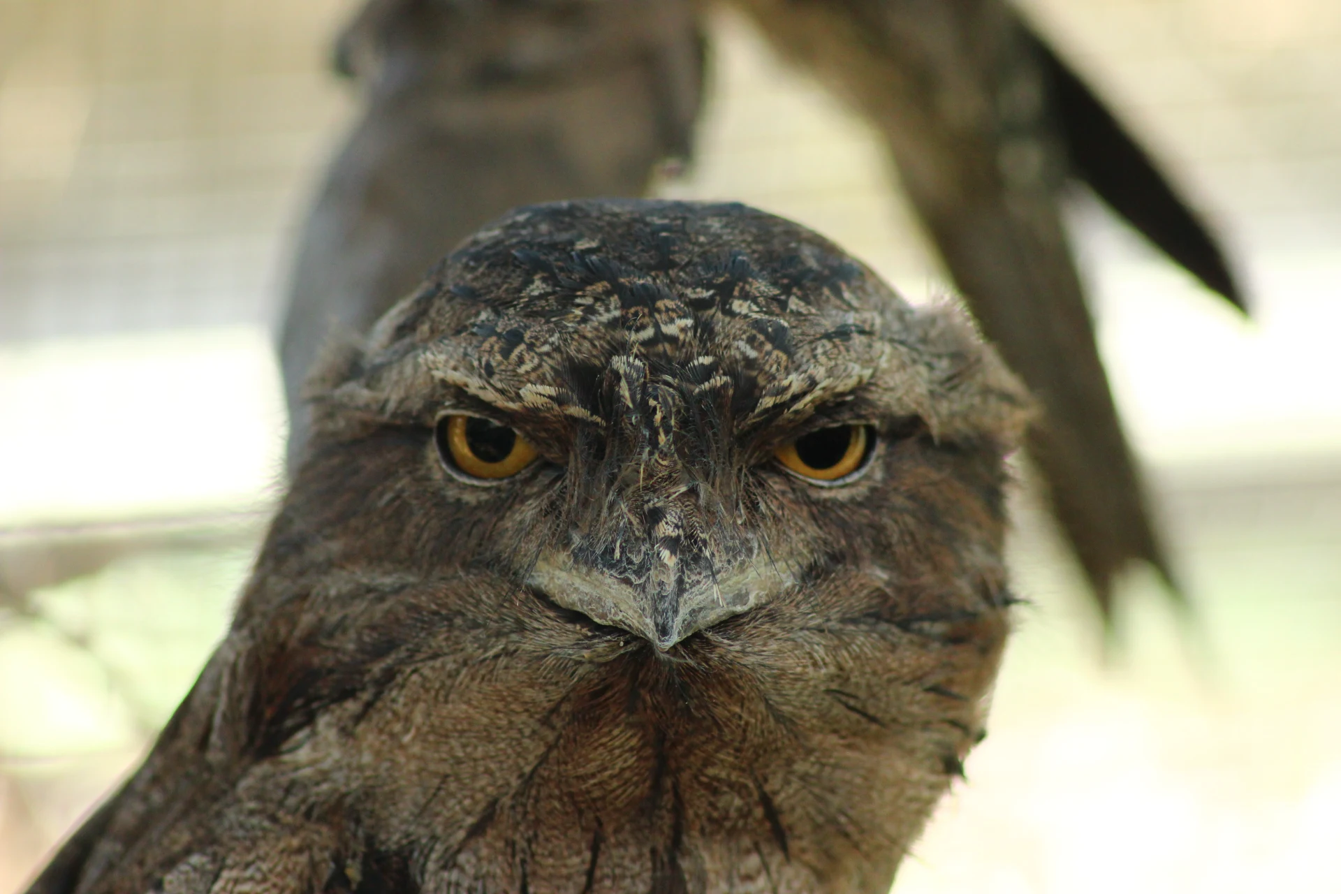 Tawny Frogmouth