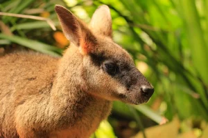 Wallaby