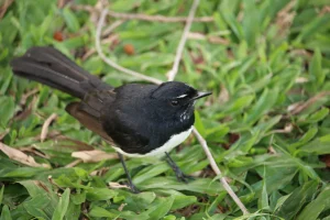 Willy Wagtail
