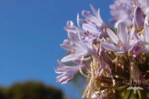 Agapanthus