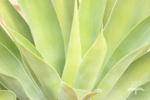 Agave