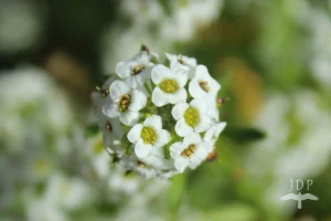 Alyssum