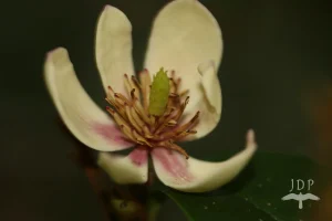 Banana Shrub Magnolia