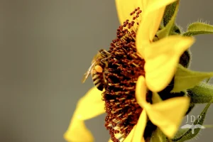 Bee