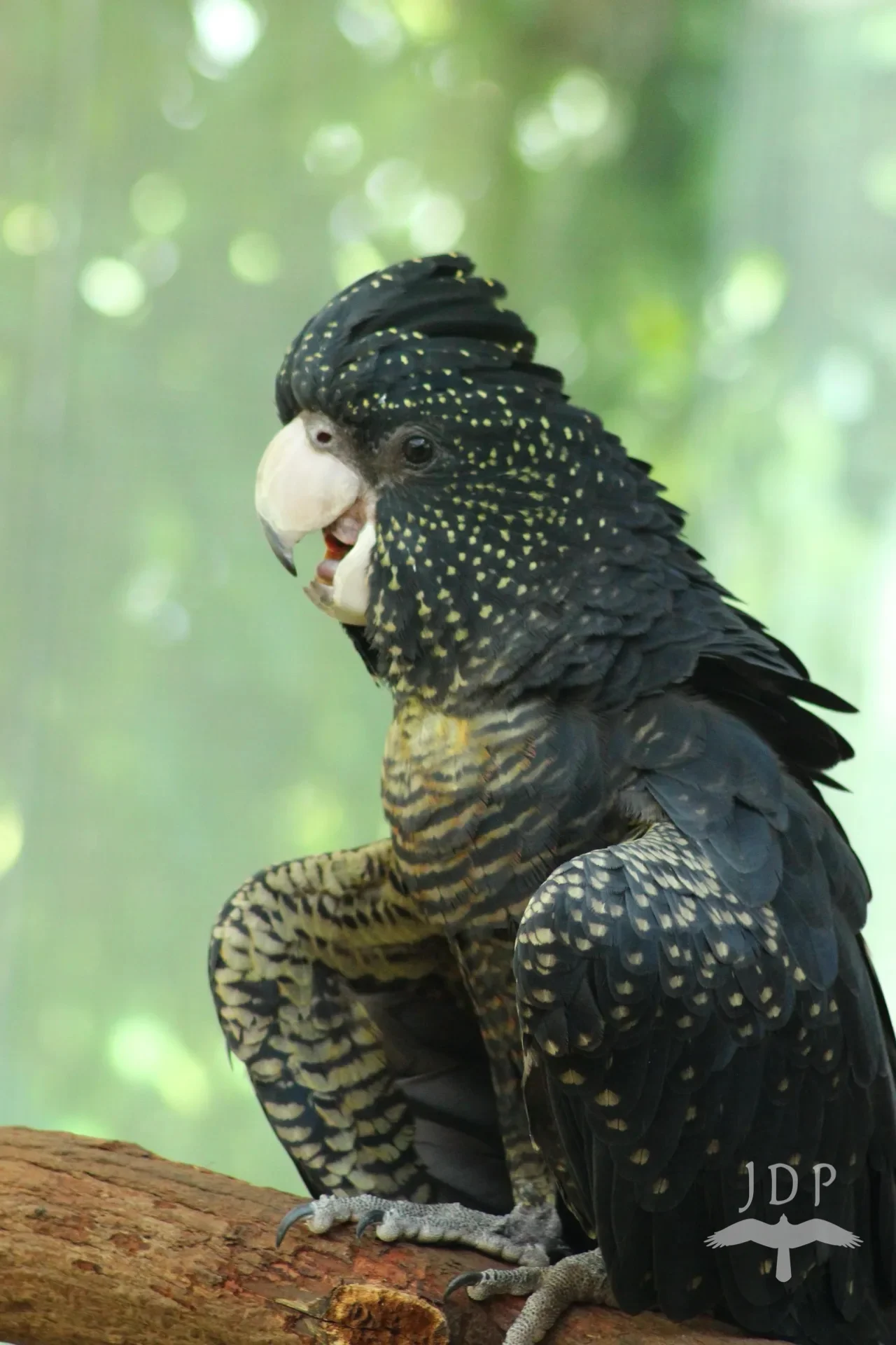 BlackCockatoo