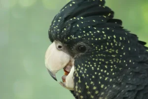 BlackCockatoo