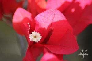 Bougainvillea