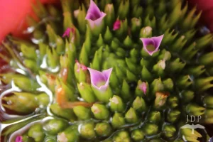 Bromeliad Flower