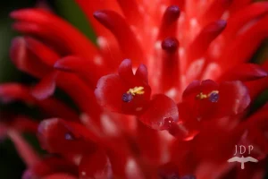 BromeliadFlower