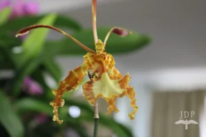 Butterfly Orchid