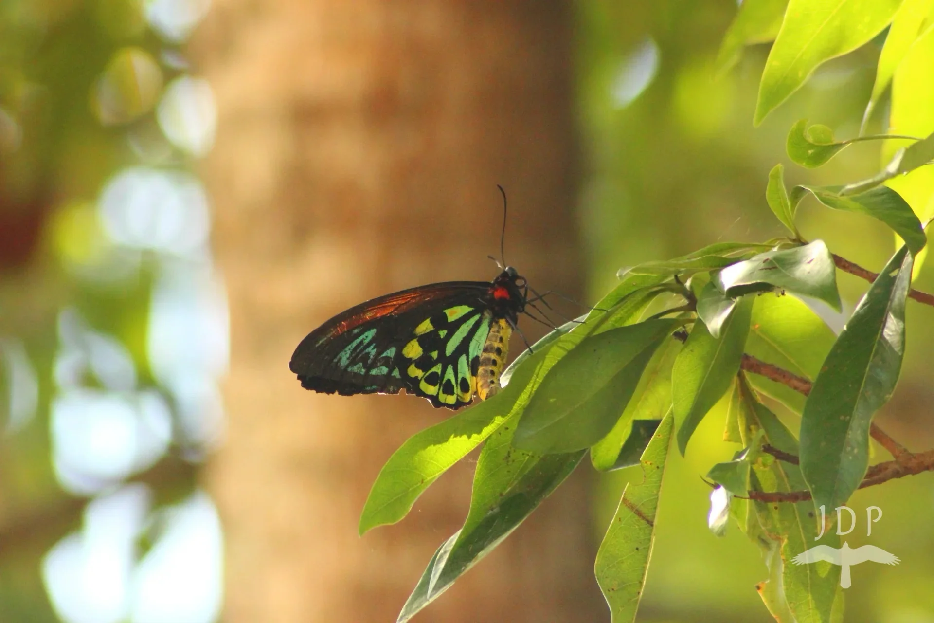Cairns Birdwing Butterfly