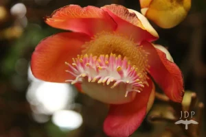 Cannonball Tree Flower