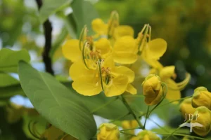 Cassia Flower